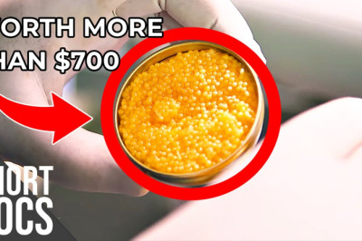 World’s Most Expensive Food - White Caviar