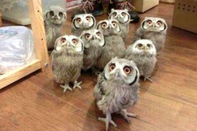 Owl - A Funny Owls And Cute Owls Compilation || NEW