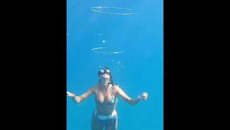 What type of dog is this? #shorts