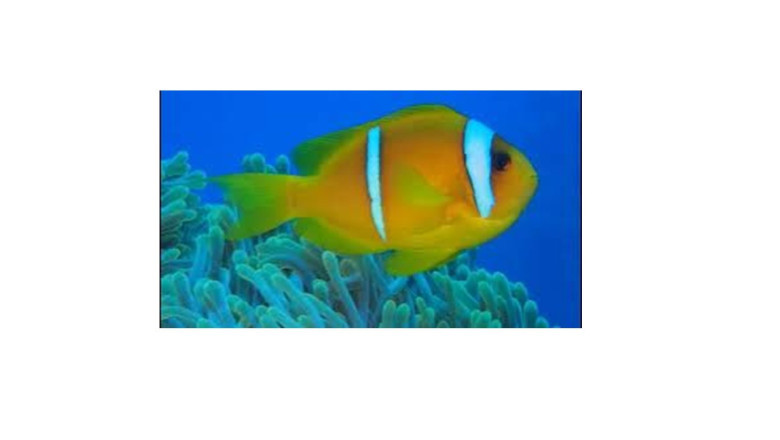 DA MARSA ALAM A SATAYA