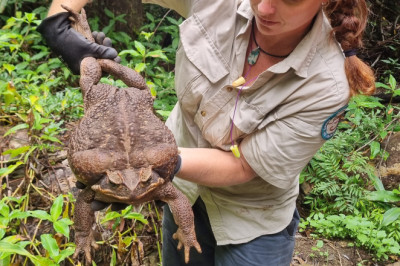 Record-breaking 'Toadzilla' cane toad found in Australian park