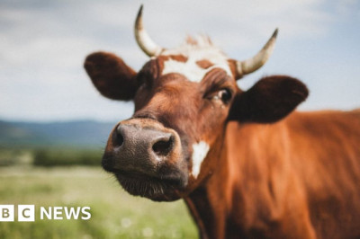 Climate change: Bill Gates backs Australian start-up targeting cow burps