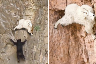 Win Or Fall Game !! Bear Vs Mountain Goats