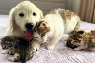 Golden Retriever Puppy as Another 