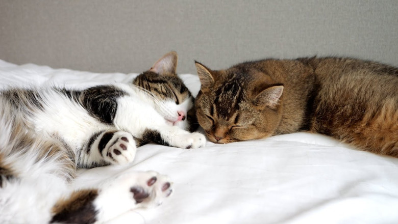 The eldest cat, Kiki, is a daddy's girl, and the second cat, Lili, seems to be a mommy's girl.