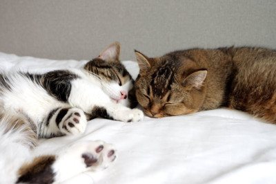 The eldest cat, Kiki, is a daddy's girl, and the second cat, Lili, seems to be a mommy's girl.