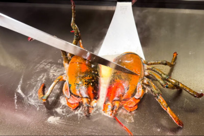 $235 Lobster and Kobe Beef in Kyoto - Japan
