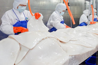 Processing Giant Humboldt Squid into Crayfish Salad Onigiri / 美洲大赤魷加工, 龍蝦風味沙拉製作 - Seafood Factory