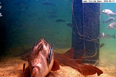 Live Cam in The Lower Keys - Spot Goliath grouper, sharks, and more