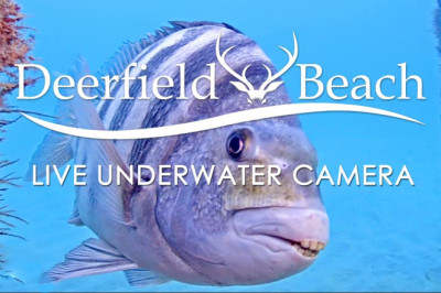 LIVE Deerfield Beach, FL USA - Underwater Camera