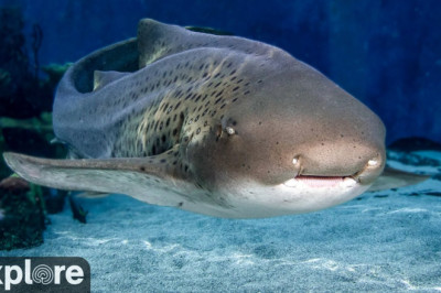 Shark Lagoon Cam - Dive into the captivating world of sharks at the Aquarium of the Pacific's shark lagoon