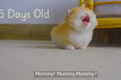 How kitten Pudding grow up: from 0 to 12 months