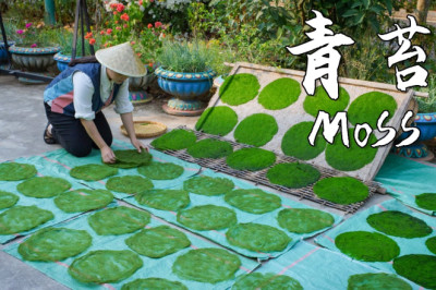 Xishuangbanna Moss - The Unique