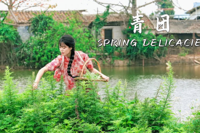 It's spring, let's go outdoors to pick wild vegetables to eat丨mugwort green rice balls｜SummerKitchen