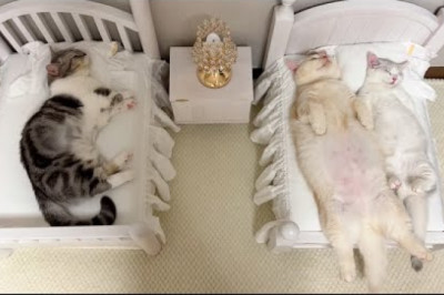 Please sleep like a cat.