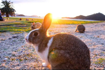 Kawaii!The Only RABBIT ISLAND in the World - Uninhabited with 700 Wild Rabbits | Japanese Island
