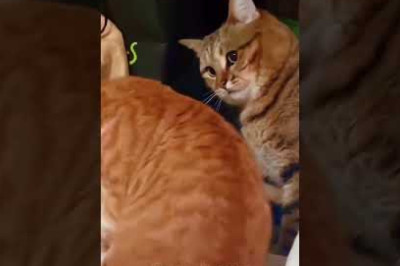 Funny Cats in action