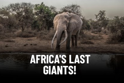 Uncovering the Mysteries of Africa's Last Giants: The Super Tusker Elephants!