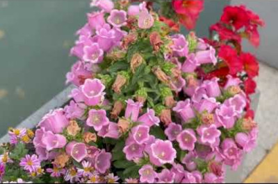 2025上海国际花展到底有多震撼?快来看看!Shanghai International Flower Show