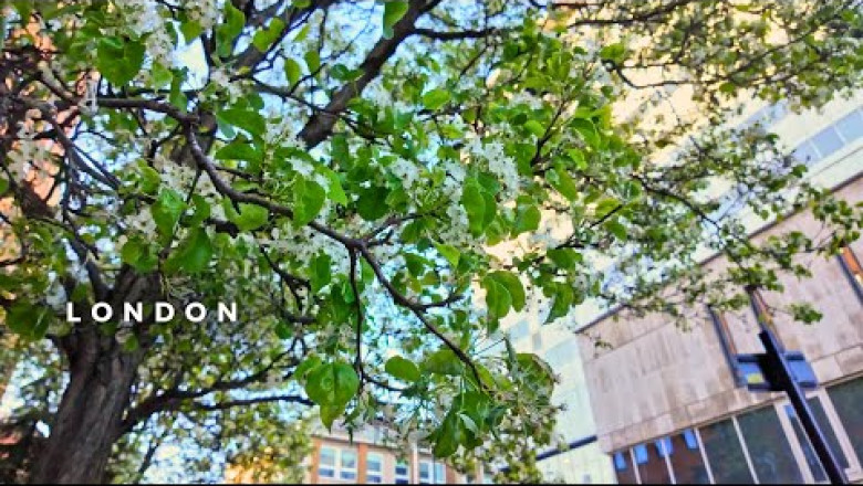 Summer is here in London | Marylebone, Holborn | Best London Walking Tours
