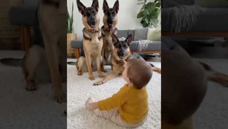 When a Baby Strikes, Dogs Fall! One Tiny Bang, Three Over-the-Top Reactions — and a Living Room in Chaos.