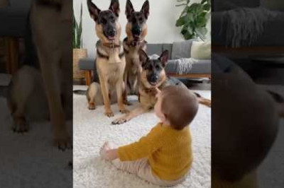 When a Baby Strikes, Dogs Fall! One Tiny Bang, Three Over-the-Top Reactions — and a Living Room in Chaos.