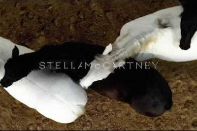 Stella McCartney  Winter 2026 Runway Show