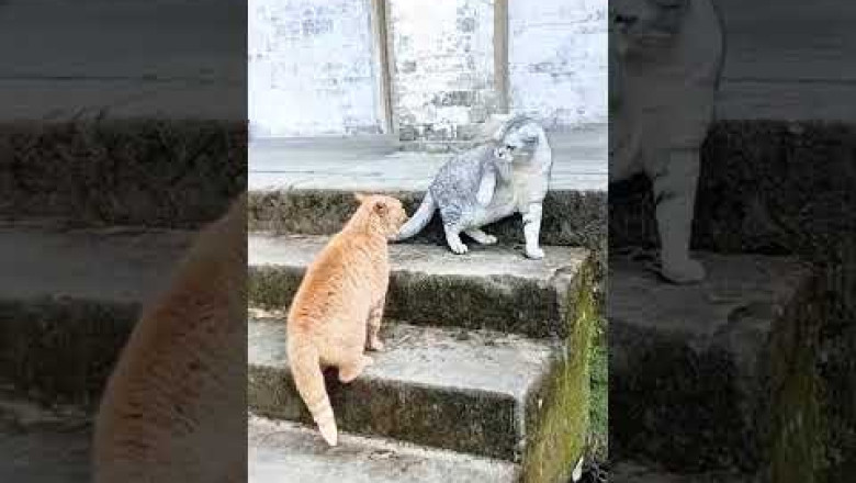 always in conflict with each other🤣🤣🤣