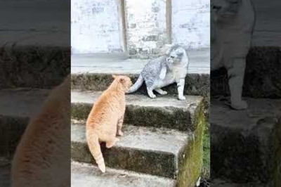 always in conflict with each other🤣🤣🤣